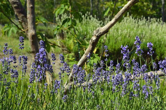 Cape Cod Lavender Farm
